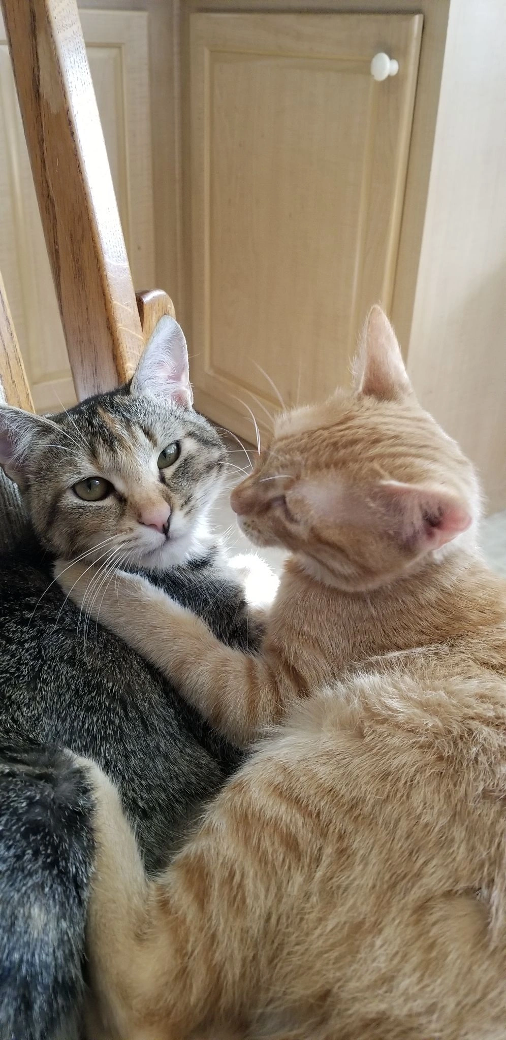 Because Every 
Pet Deserves Love