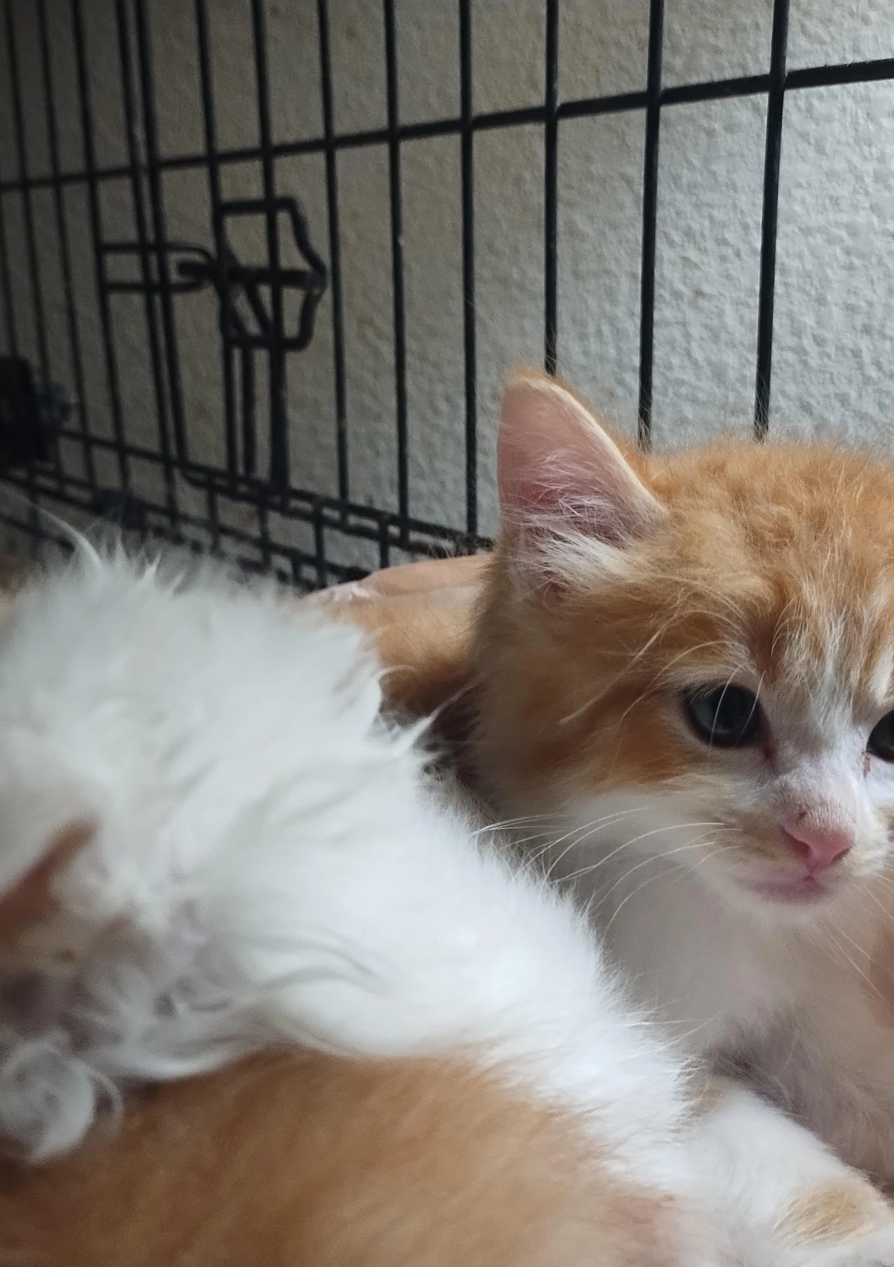 Because Every 
Pet Deserves Love