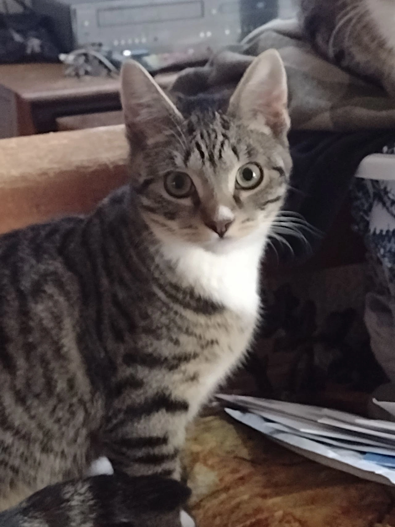 Because Every 
Pet Deserves Love