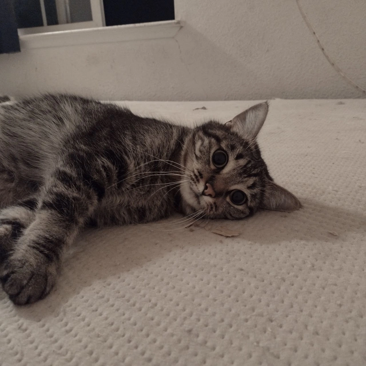 Because Every 
Pet Deserves Love