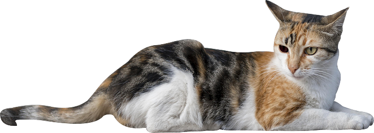 Because Every 
Pet Deserves Love