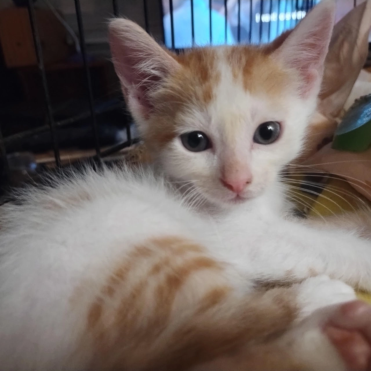 Because Every 
Pet Deserves Love