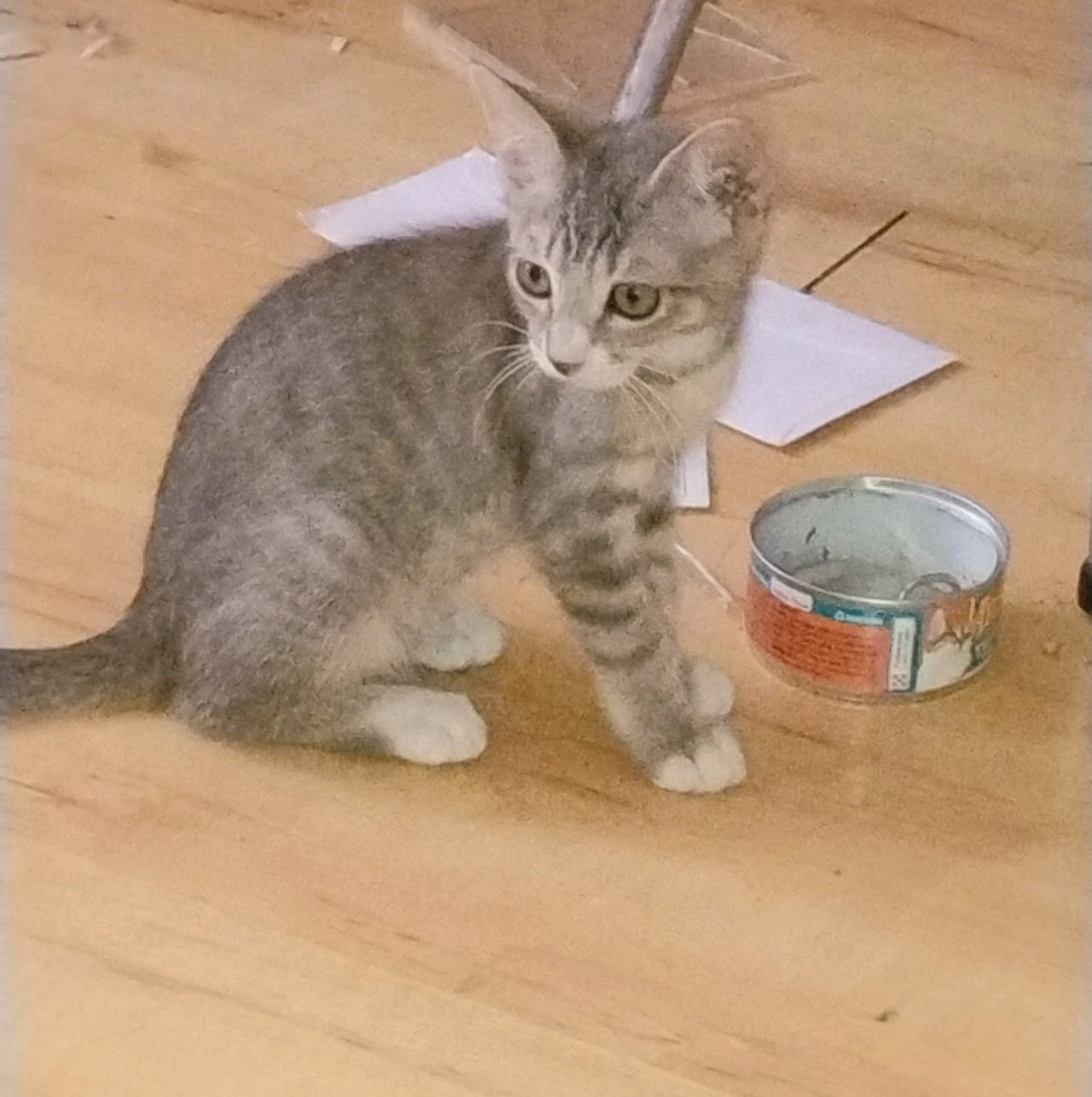 Because Every 
Pet Deserves Love