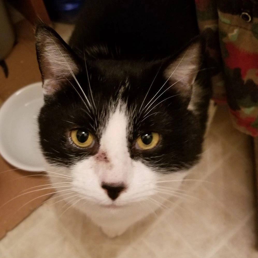 Because Every 
Pet Deserves Love