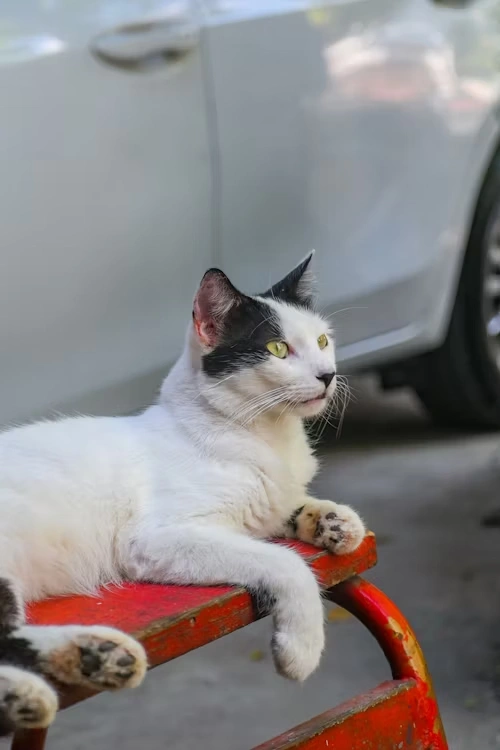 Because Every 
Pet Deserves Love