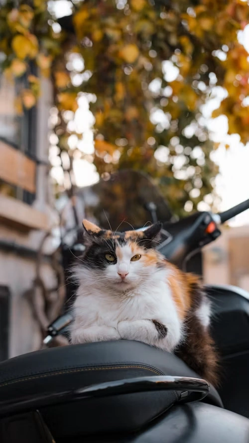 Because Every 
Pet Deserves Love