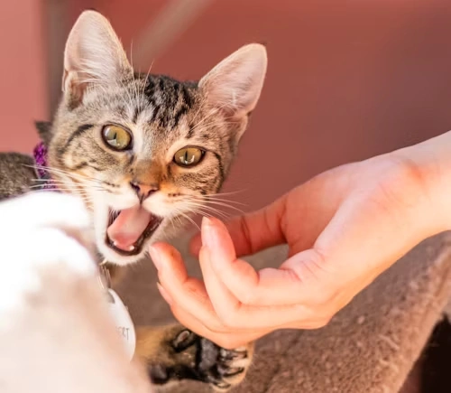 We helped more than 500+ animals