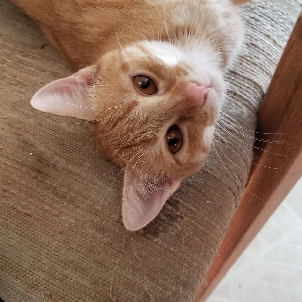 Because Every 
Pet Deserves Love